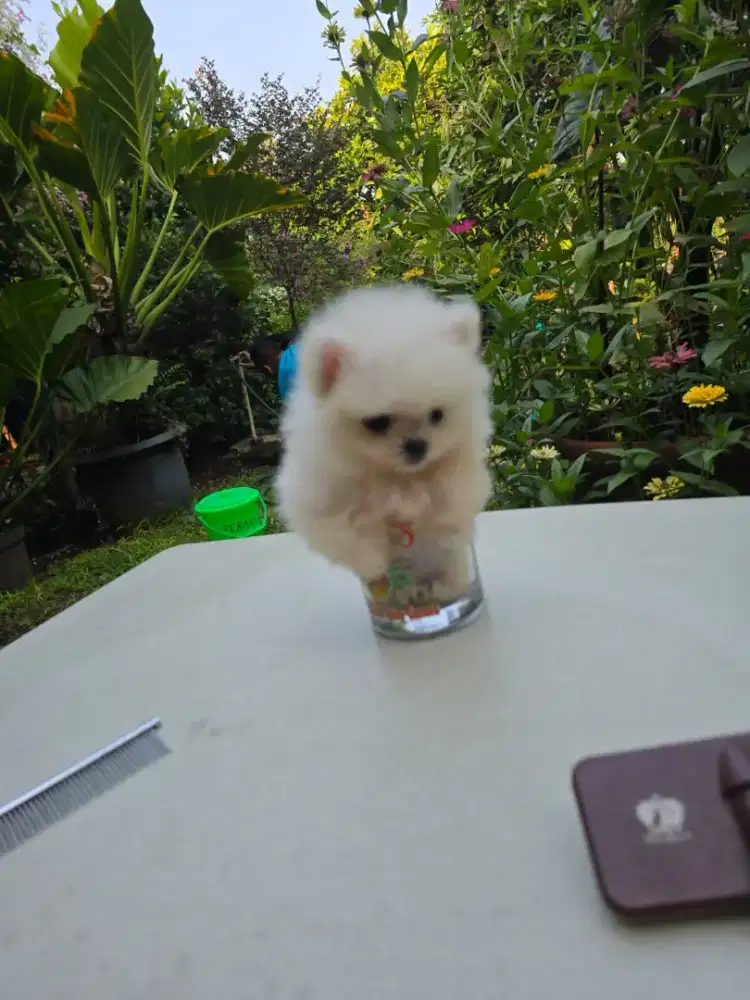 Supermini pom 2 bl
