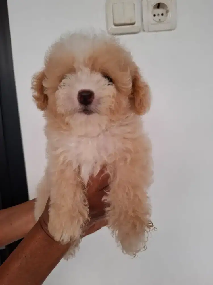 Anakan party poodle betina