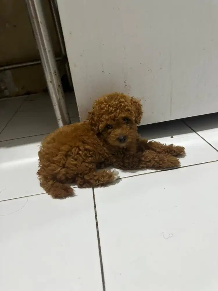 Toy Poodle (Red)