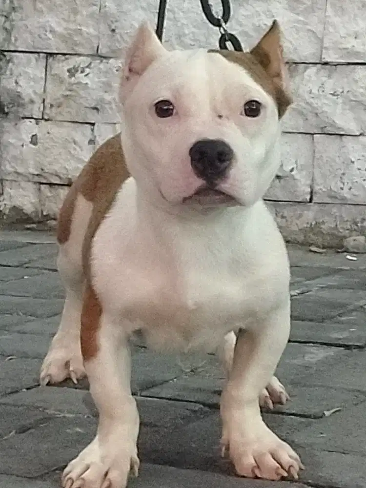 Anjing American Bully