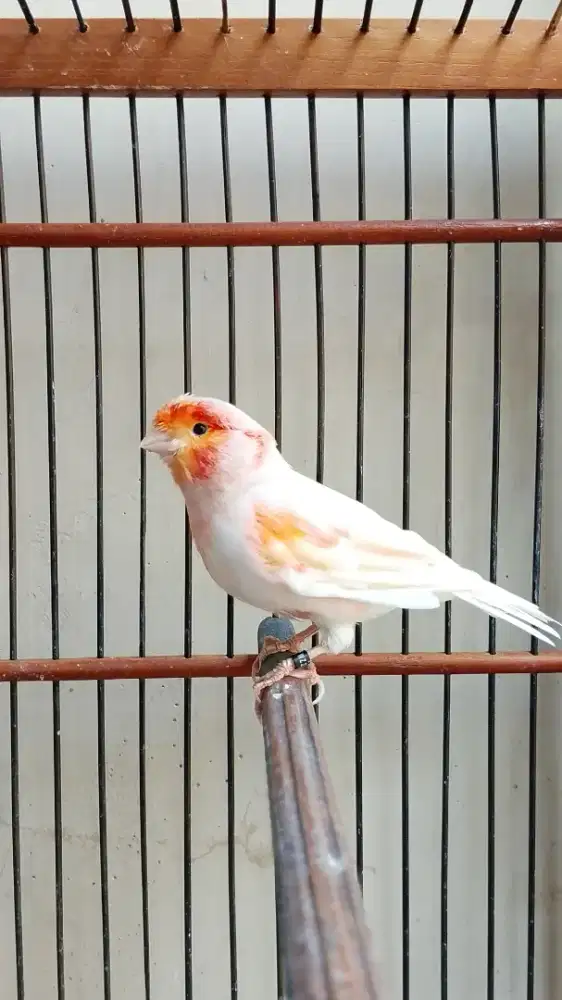 Kenari Red Mozaic Import Jantan