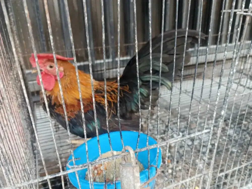 Ayam kate jantan