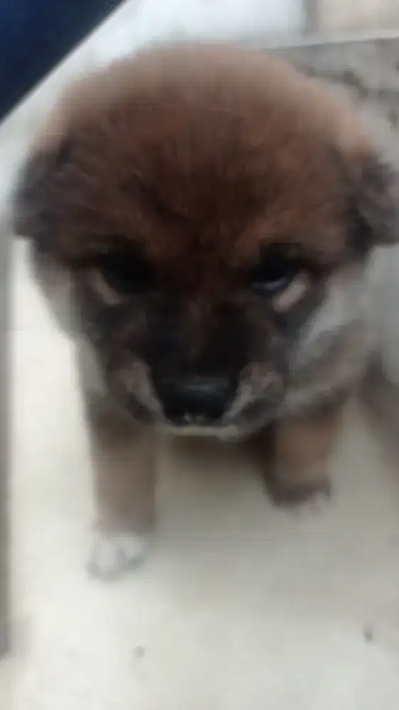 Jual anak anjing Shiba inu sifat nya bagus ramah , surat lengkap