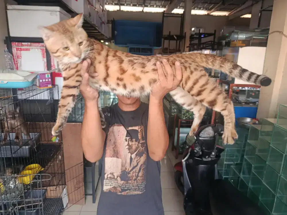 Anakan kucing belang ( silver ,mekanistic )