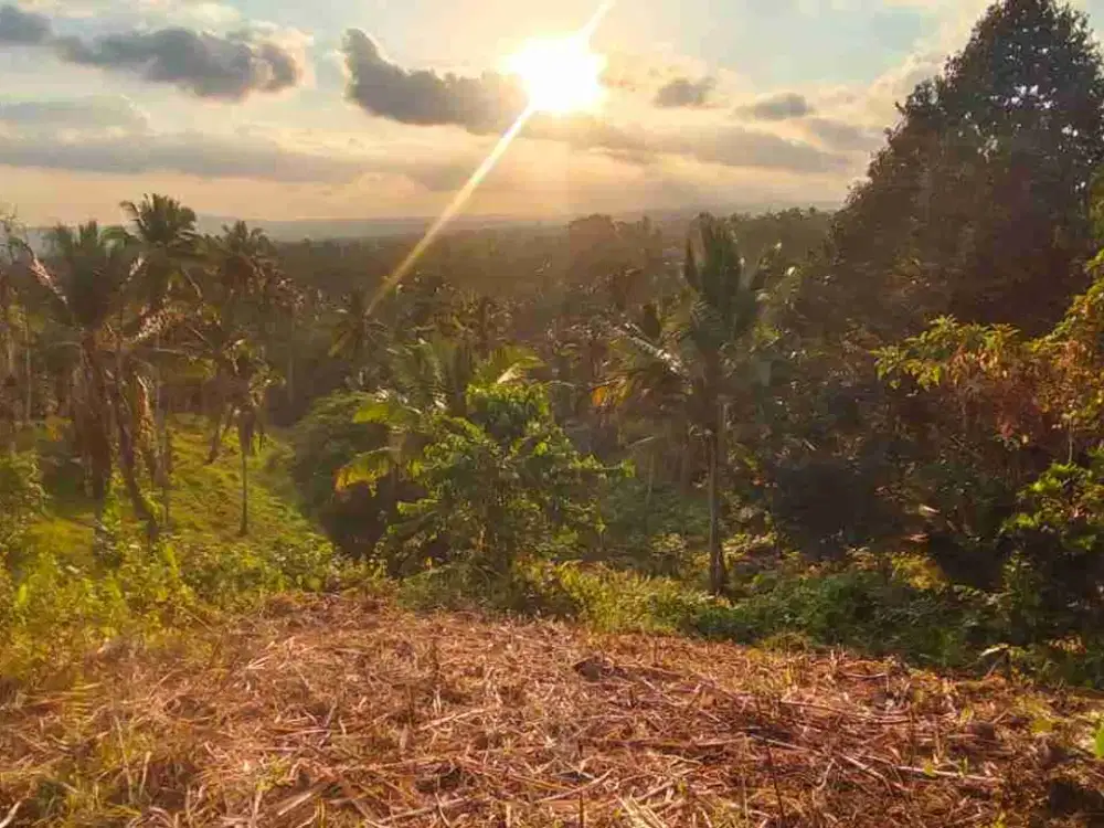 jual tanah kebun view sawah lembah dengan sunset yang cantik di tabanan bali