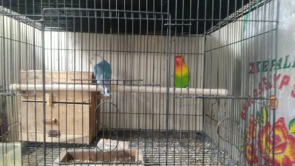 Dijual santai sepasang lovebird dewasa sudah jodoh
