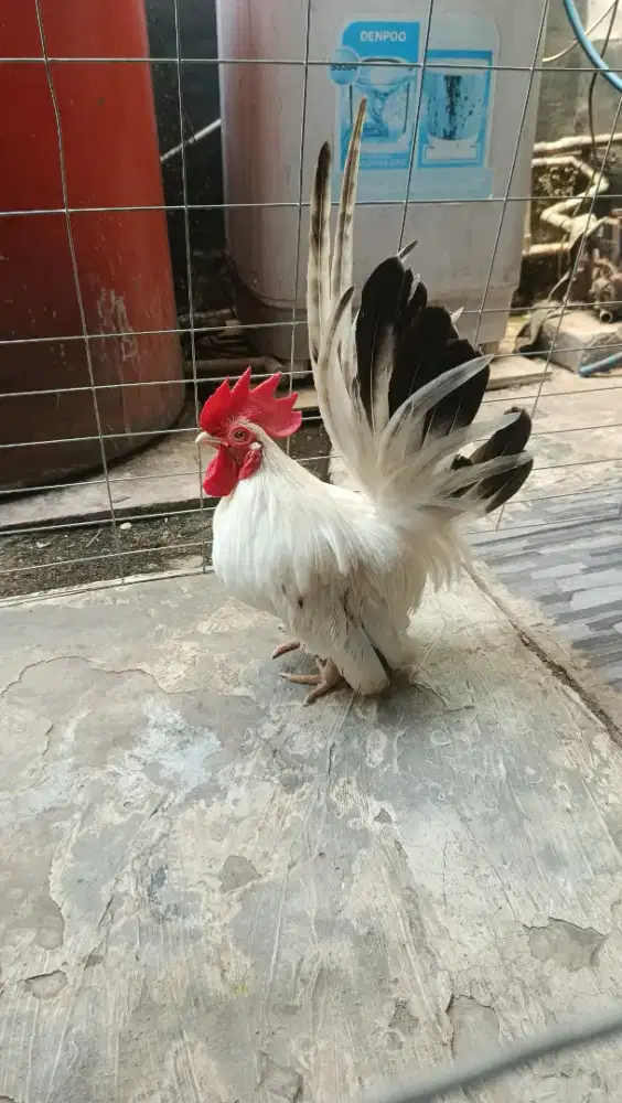 AYAM KATE LOKAL SEMI CEPER JANTAN