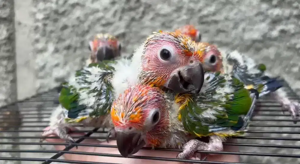 Baby Burung Sun Conure | Parrot Jinak Paruhbengkok parkit