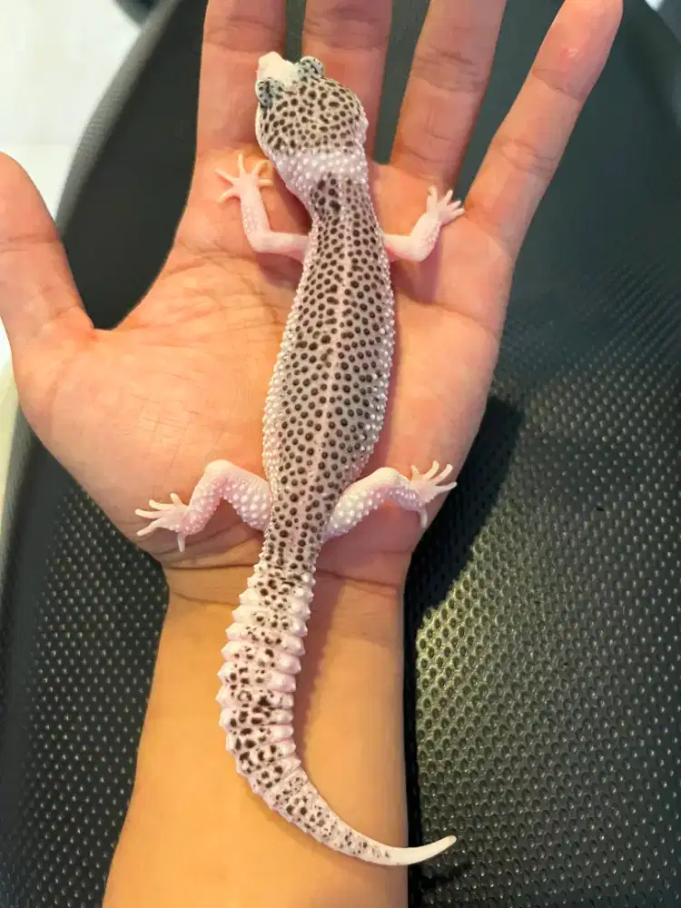 Gecko Pied SSE Putih
