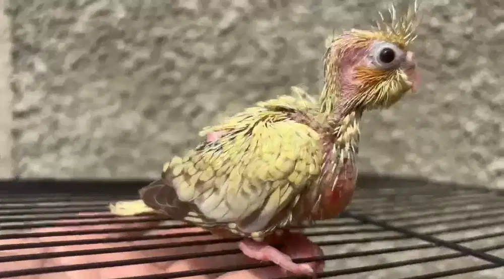 Baby Burung Falk | Parkit Australia jinak
