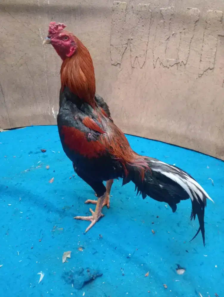 Ayam  Bangkok main candak