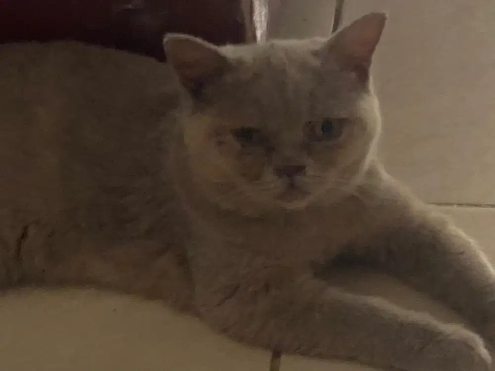 Kucing BSH British short hair betina