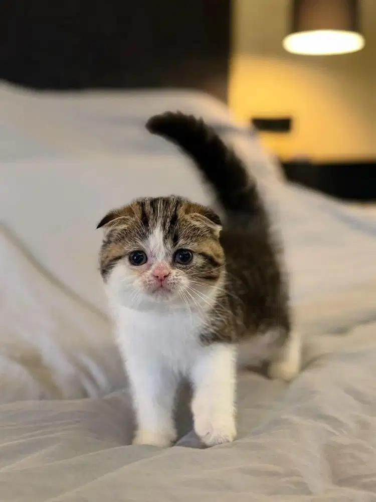 Kucing Scottish Fold FEMALE BSH SF