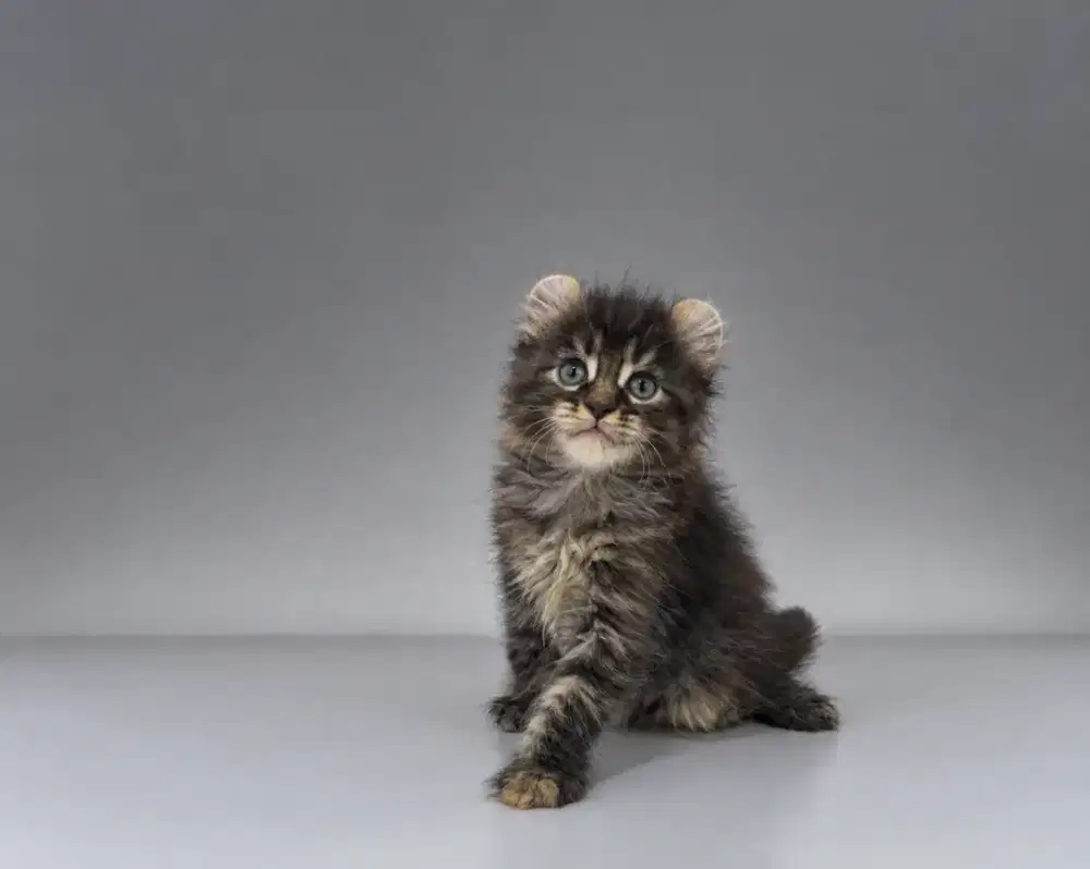 Kucing american curl / kitten acl / American curl / curl
