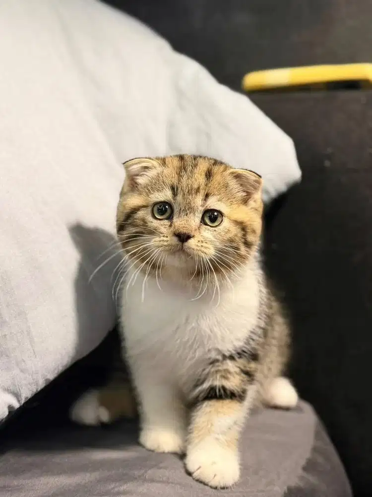 Kucing Scottish Fold MALE BSH SF