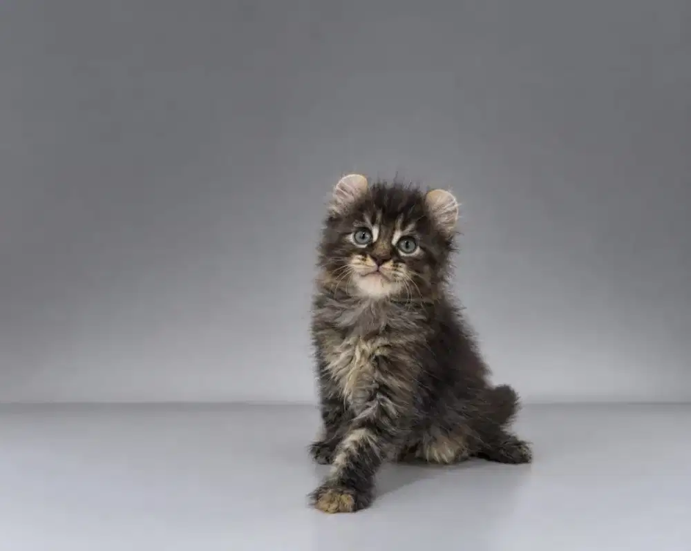 Kucing american curl / kitten acl / American curl / curl