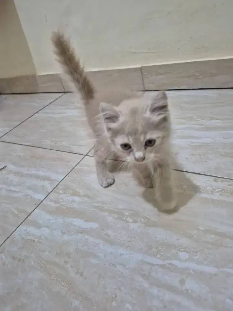 Kucing persia jantan