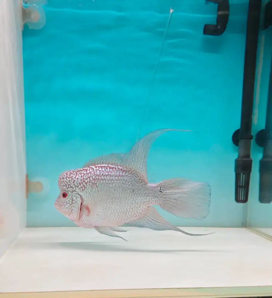 Louhan Kamfa F2 Slayer 19 cm up Import Thailand (Ikan Jinak)