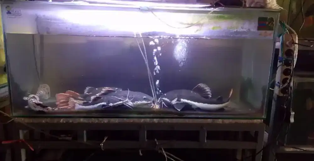 Ikan hias RTC red tail catfish 50cm tankamate ikan arwana dan predator