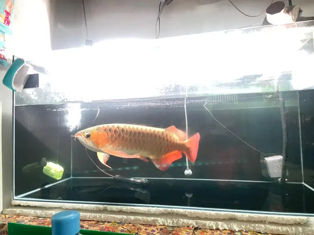 ikan arwana super red