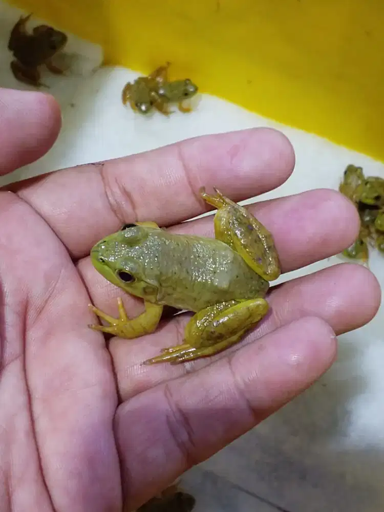 Kodok untuk pakan ikan arwana