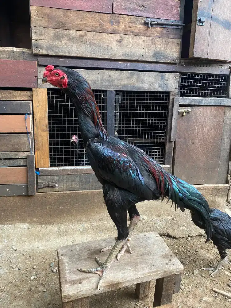 Ayam Bangkok X mangon