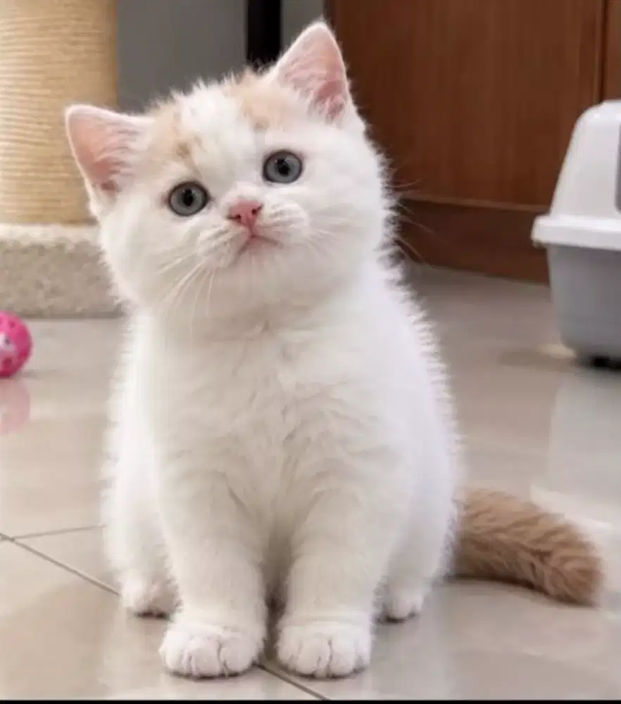 British shorthair bicolor cream female 2,5 bulan