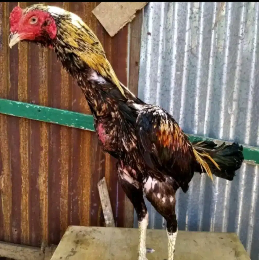 Jual Ayam pamagon