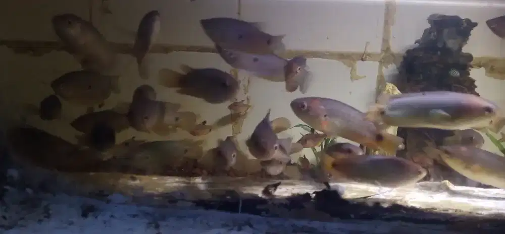 Ikan betok/betik size 1jari-2jari