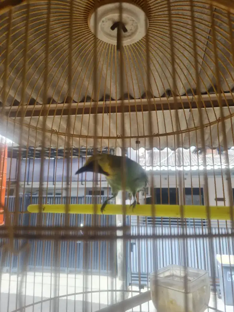 Jual Burung Cucakranting