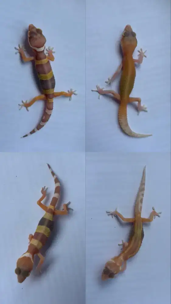 Leopard Gecko Murah