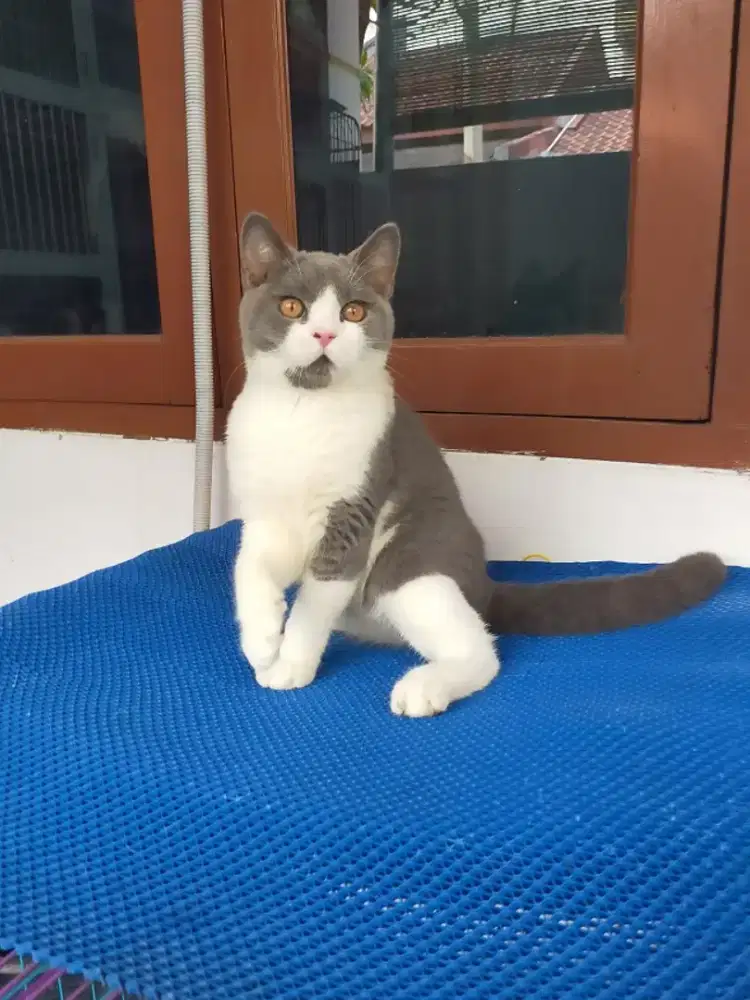 Kucing bsh British shorthair bico blue jantan