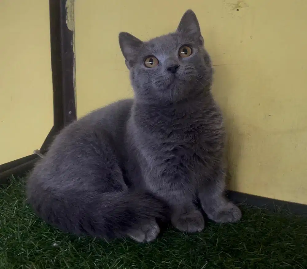 Kucing ras bsh cebol pure no persia
