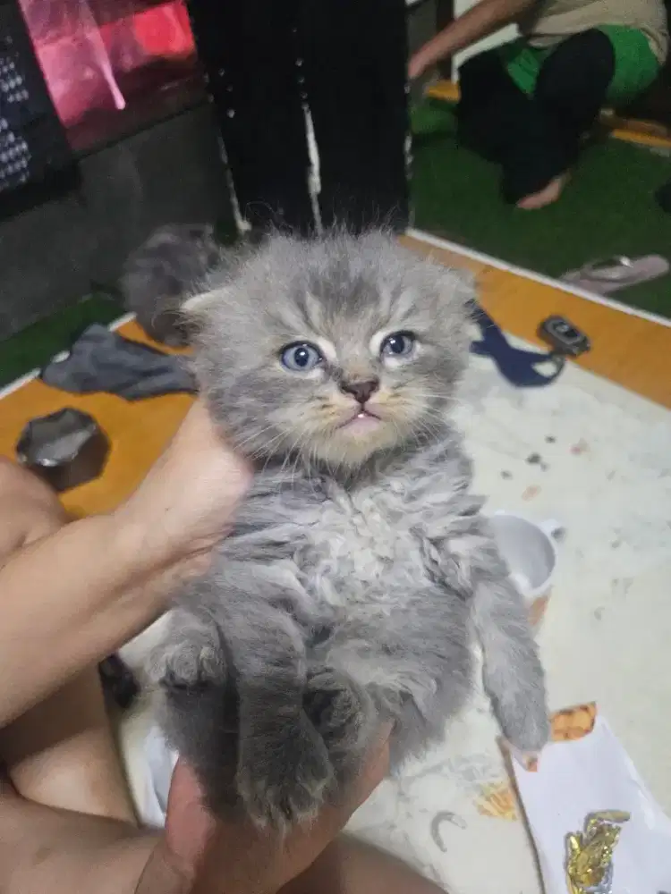 Kitten BSH Fold
