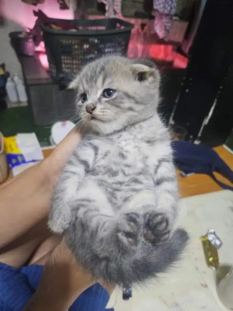 Kitten BSH Fold
