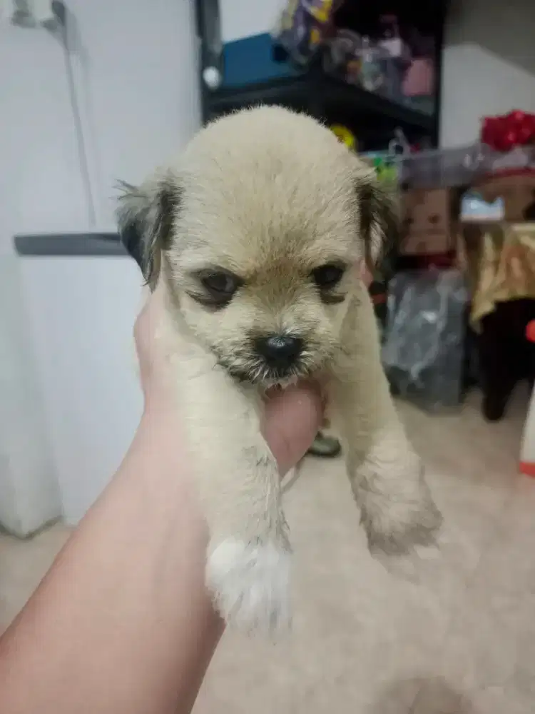 Shitzu x maltipoo