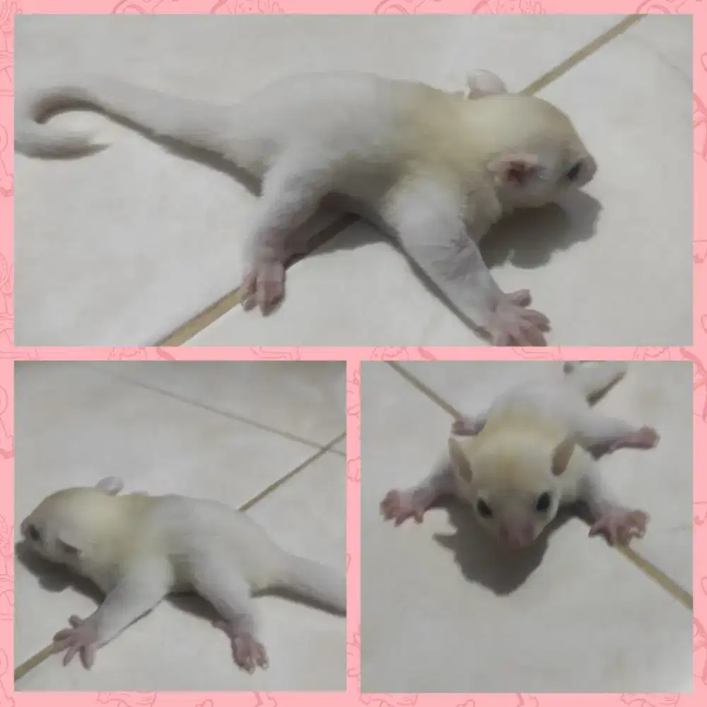 JOEY LEU JANTAN