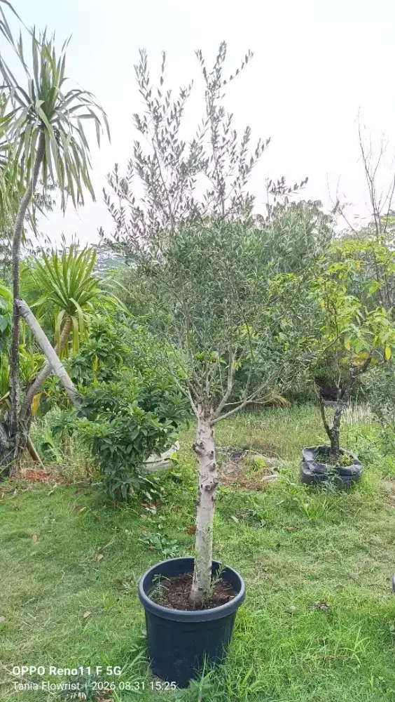 Pohon olive zaitun Fosil - tanaman olive zaitun