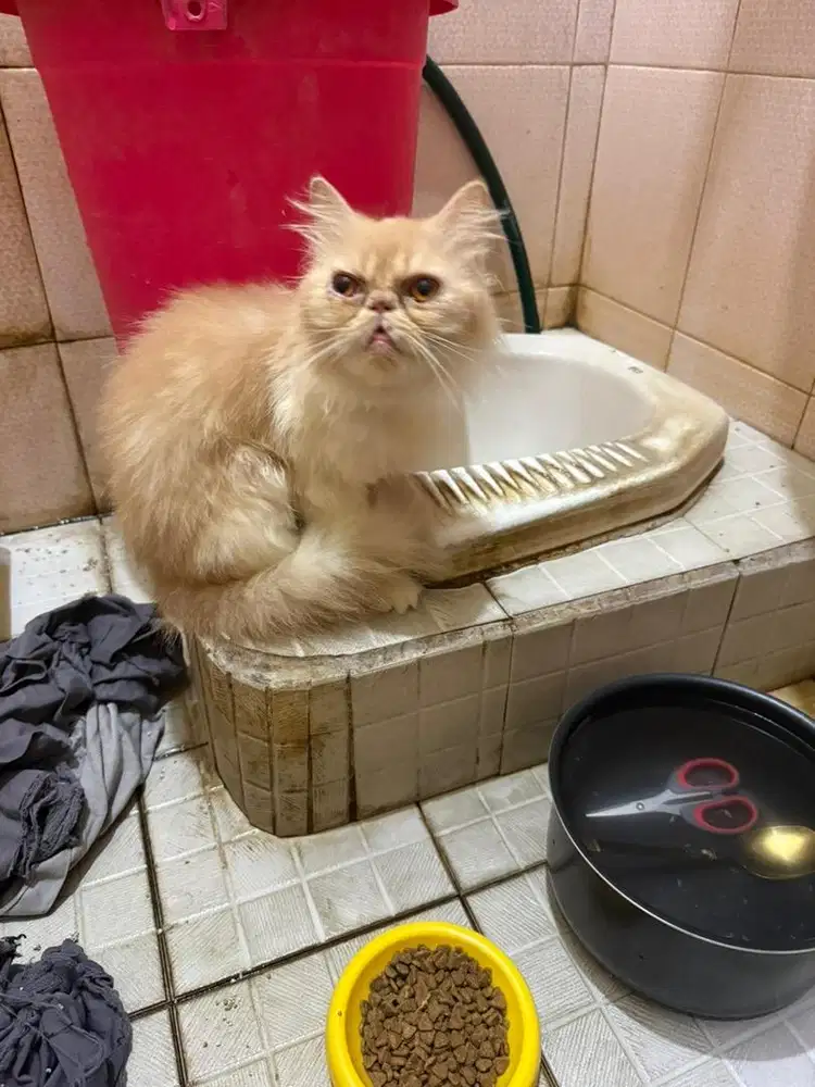 Kucing Persia Peaknuse Betina