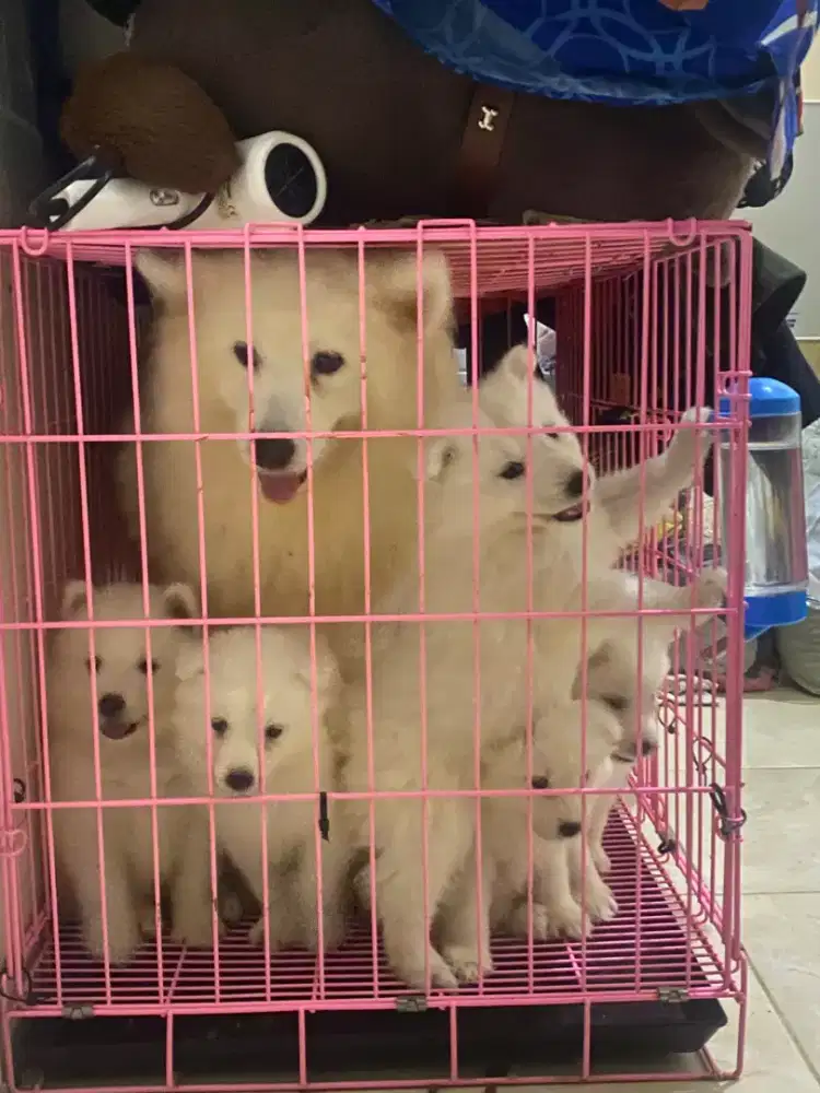 Open booking puppys samoyed