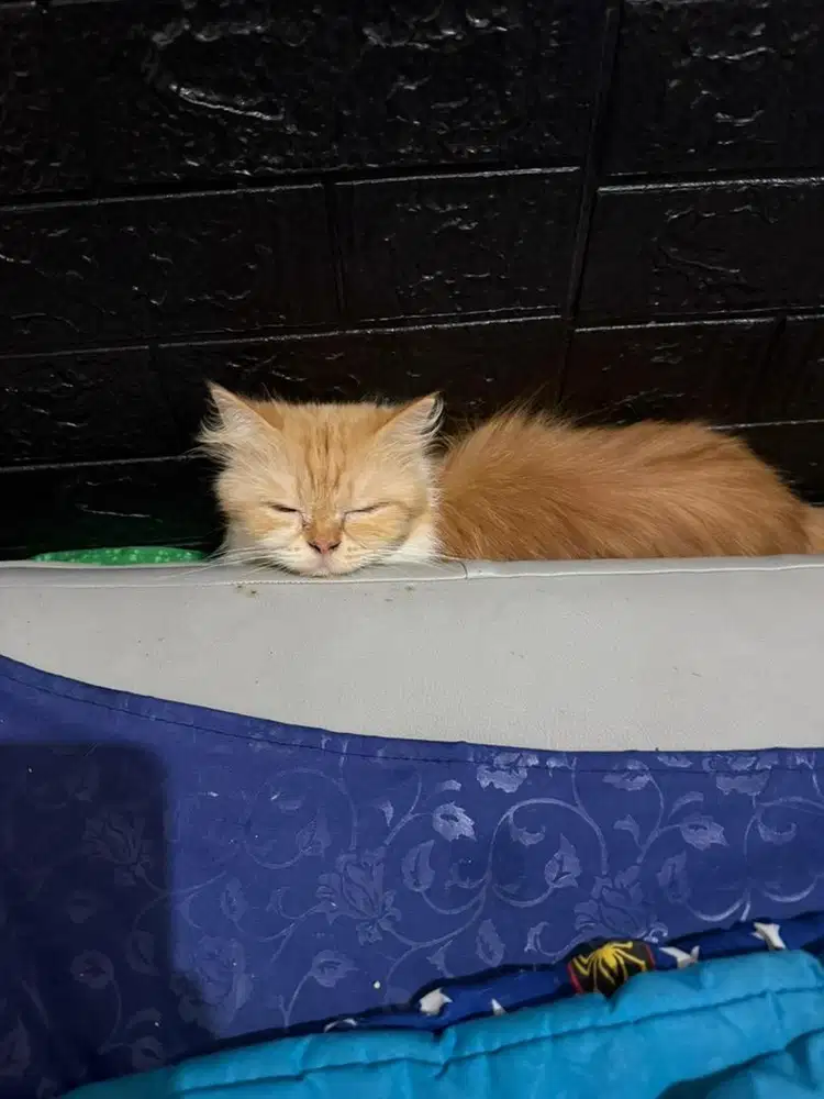 Kucing Persia Medium Betina