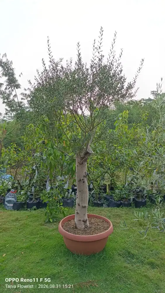 Pohon olive zaitun Fosil - tanaman zaitun