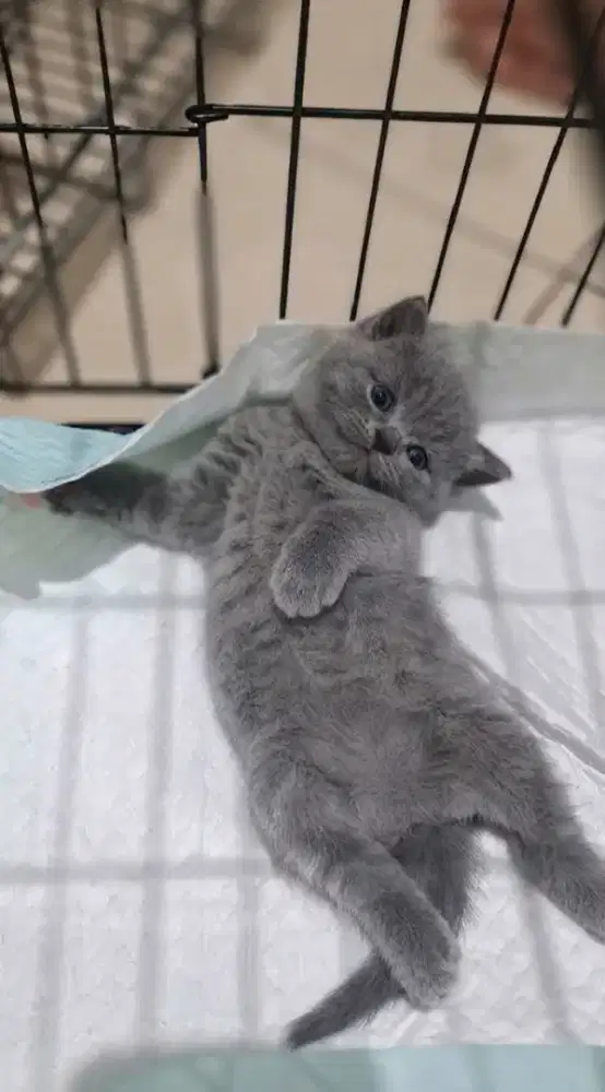 Kitten BSH blue solid