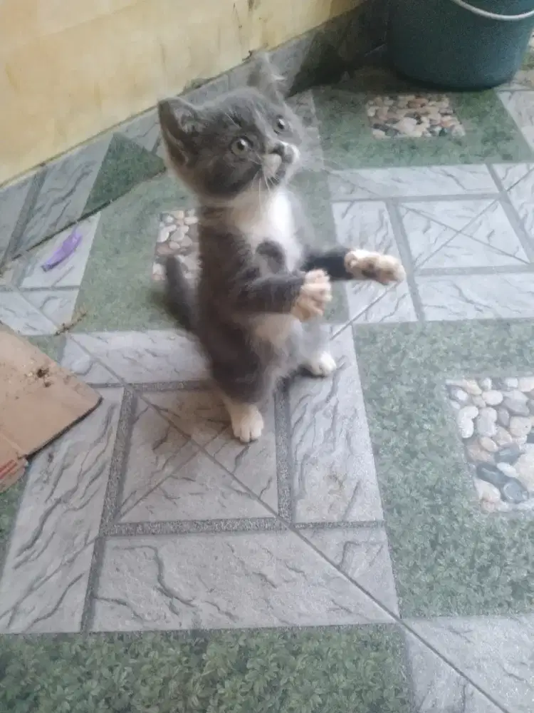 Kucing Persia mix British betina 2,5 bulan lucu