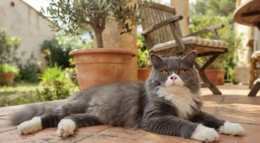 British Longhair