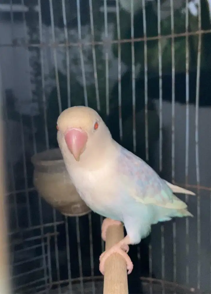 Lovebird warna cantik pale fallow