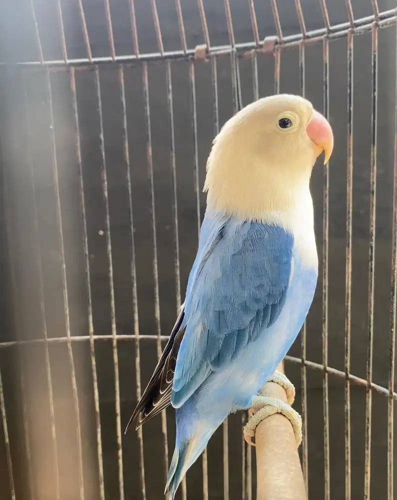 Lovebird Biola Violet durasi