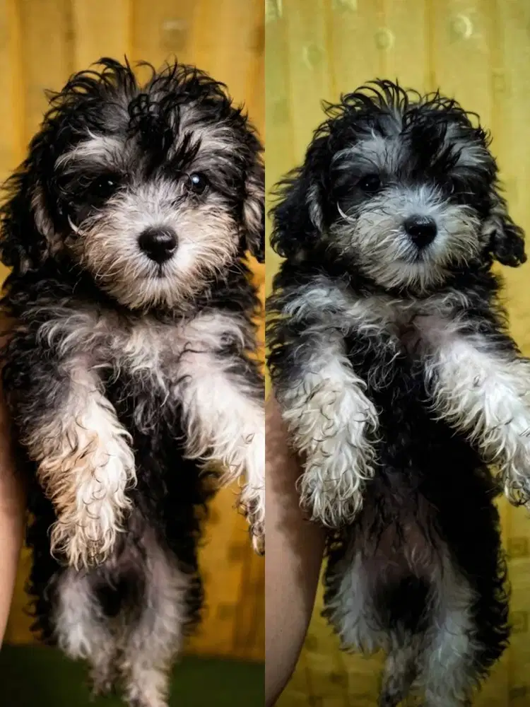 DIJUAL ANAK MALTIPO