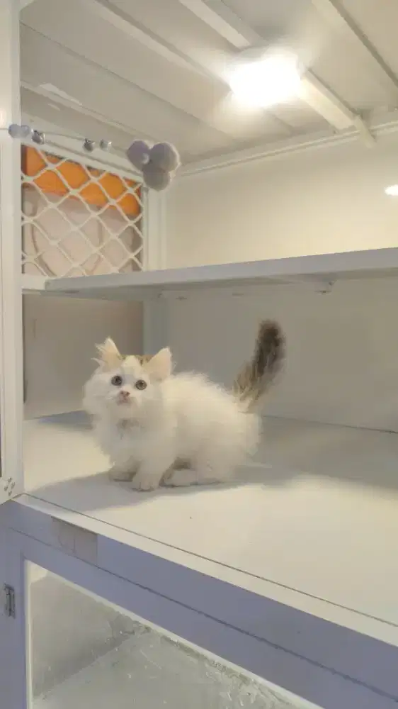 Kucing kitten munhckin rughugger super cebol jantan