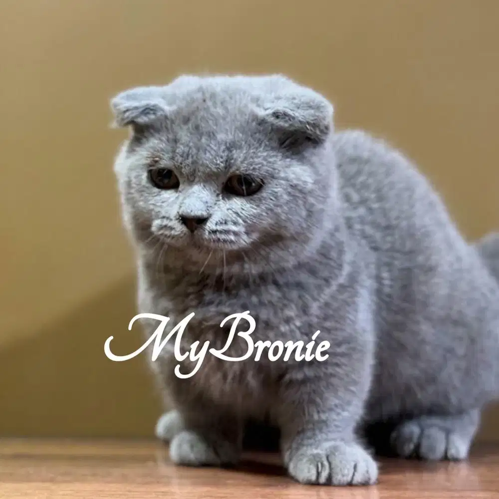 Kucing munchkin scottish fold gaelic
